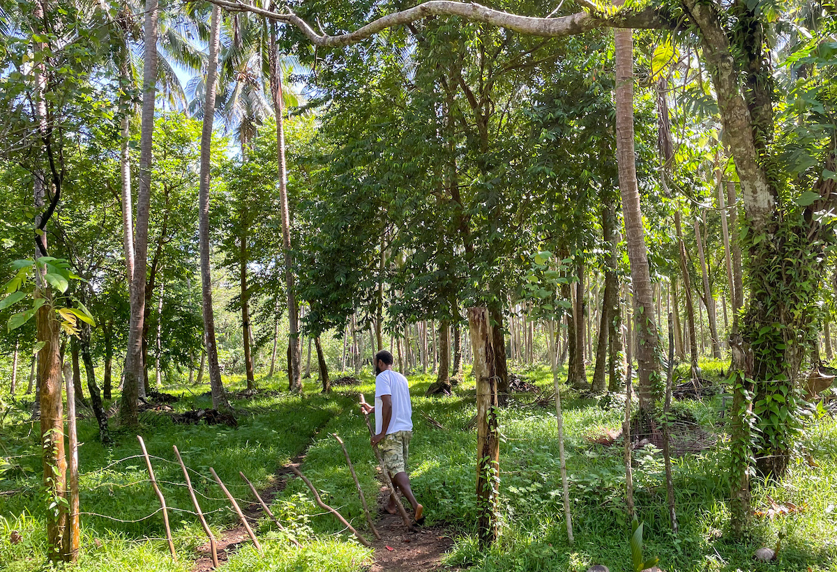Coconut plantation near Khole village, Loru