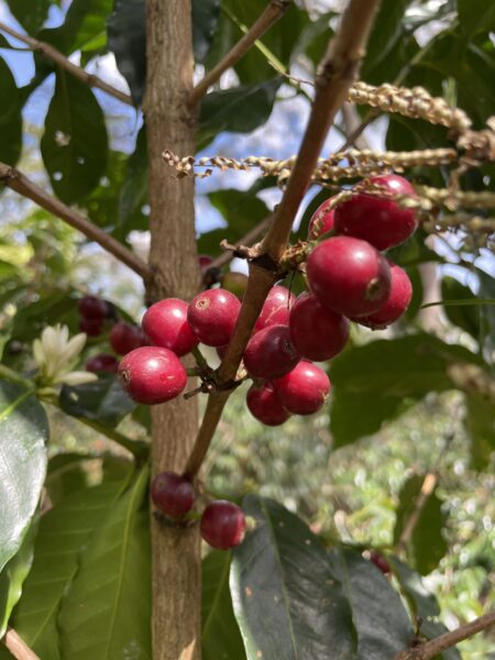 Coffee growing in Simbu Province Papau New Guinea