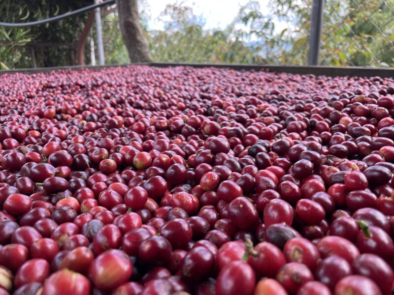 Coffee in Simbu Province, Papau New Guinea