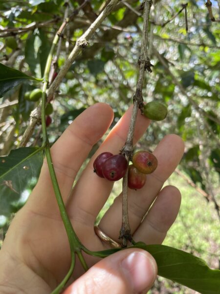 Coffee fruit